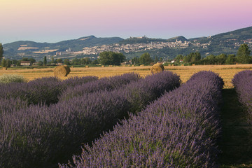 Plakat Scenic View Of Lavender Growing On Field Against Sky