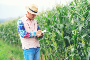Corn inspections of farmers For harvesting