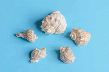 Sea shells on a pastel blue background. Summer concept, tourism, flat lay, copy space, top view.
