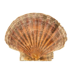 Seashell isolated on white background