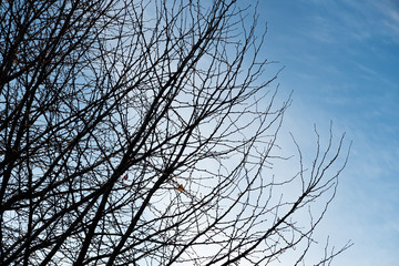 Obraz premium View from under the branches of the fall leaves tree in Tokyo, Japan.
