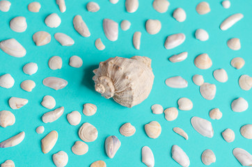 Sea shells on a pastel blue background. Summer concept, tourism, flat lay, copy space, top view.
