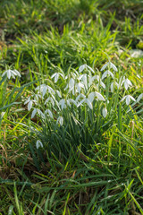 Schneeglöckchen