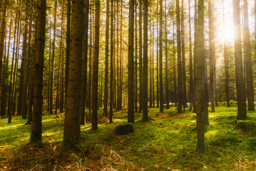 Fototapeta na wymiar Beautiful green forest with sun rays coming through trees