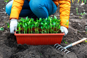 Planting a young seedling of pepper. Woman in white gloves planting young seedlings. Working in the vegetable garden.