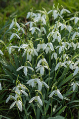 Obraz premium Schneeglöckchen