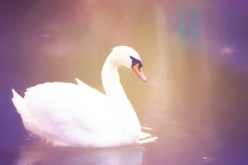 Watercolor drawing white swan on the lake