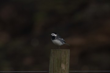 pied wagtail on a fence