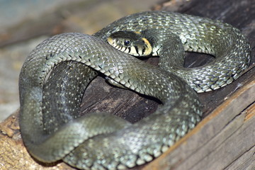 grass-snake is ubiquitous with humans