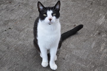 Black and white cat © Ada