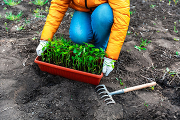 Planting a young seedling of pepper. Woman in white gloves planting young seedlings. Working in the vegetable garden.