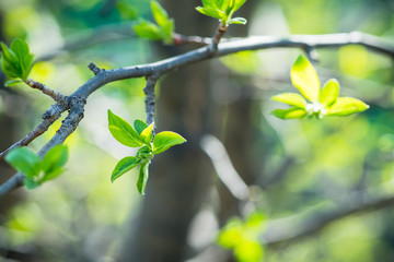 New leaves on wild apple tree in the garden. Selective focus.
