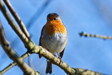 robin perched on a branch