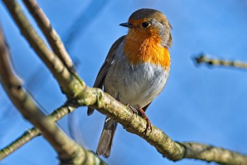 robin perched on a branch