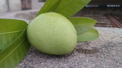 coconut on the tree