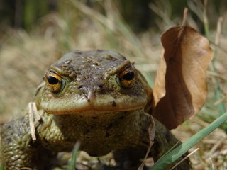 Kröte