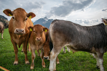 Beautiful swiss cows. Alpine meadows. Mountains.