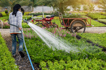 Asian agriculturist is watering with a watering head connected to rubber tube
for young flower and young ornamental plants in the morning.