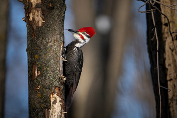 Pileated Woodpecker in winter foraging for food in the forest