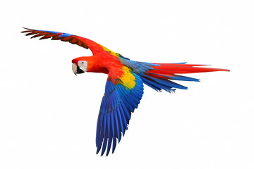 Scarlet macaw parrot flying isolated on white background. © Passakorn
