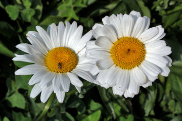 Fototapeta premium white daisy flower