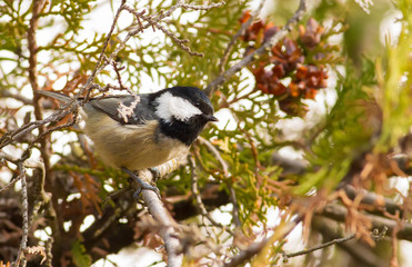 Coal Tit, Periparus ater. Cold autumn morning. A bird sits on a branch of a thuja and eats seeds of a tree