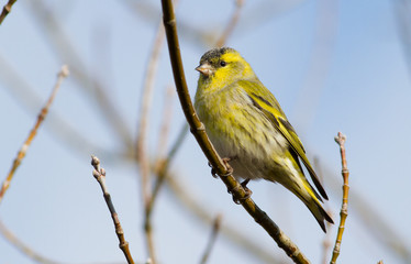 Eurasian Siskin, Spinus spinus. Cold autumn morning. A bird sits on a branch