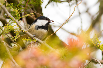Coal Tit, Periparus ater. Cold autumn morning. A bird sits on a branch of a thuja and eats seeds of a tree