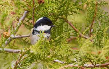 Coal Tit, Periparus ater. Cold autumn morning. A bird sits on a branch of a thuja and eats seeds of a tree