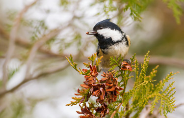 Coal Tit, Periparus ater. Cold autumn morning. A bird sits on a branch of a thuja and eats seeds of a tree