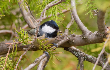 Coal Tit, Periparus ater. Cold autumn morning. A bird sits on a branch of a thuja and eats seeds of a tree