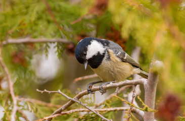 Coal Tit, Periparus ater. Cold autumn morning. A bird sits on a branch of a thuja and eats seeds of a tree