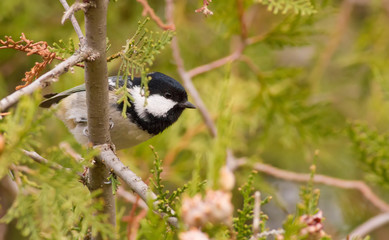 Coal Tit, Periparus ater. Cold autumn morning. A bird sits on a branch of a thuja and eats seeds of a tree