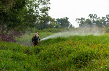 Obraz premium Farmers are spraying grass removal chemicals.