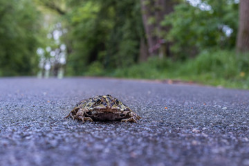 Achtung Krötenwanderung