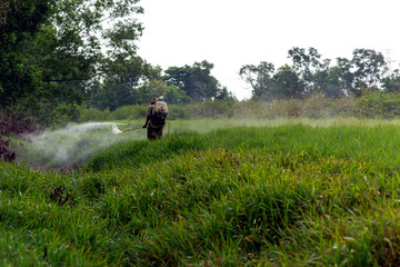 
Farmers are spraying grass removal chemicals.