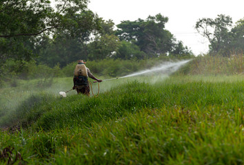 Obraz premium Farmers are spraying grass removal chemicals.