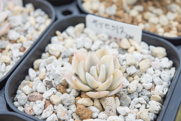 多肉植物(エケベリア)