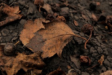 fallen hawthorn leaf on a dark background. Suitable for autumn screensaver or background.