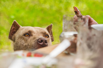 Pit bull terrier dog looks at food, asks, wants to eat on grass background