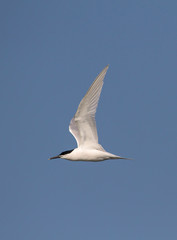 Profile Of A Sandwich Tern, Sterna Sandvicensis,With Wings Extended Flying Across In Front Of A Background Of Blue Sky. Taken at Stanpit Marsh UK