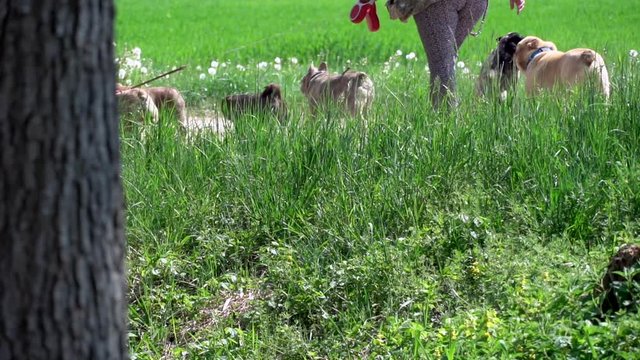 Woman with many dogs walking on path between rural fields,slow motion