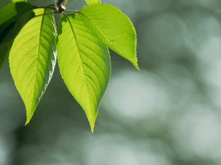 新緑　初夏の風景