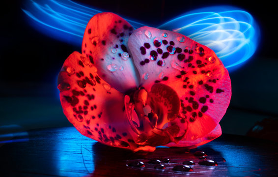 Creative abstract background. Archid flower close-up with drops and bright blue lights on a dark background