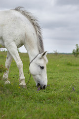 Obraz na płótnie Canvas A white horse grazes on a green meadow