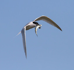 A Sandwich Tern, Sterna Sandvicensis, Taking Off After Catching Food With A River Trout In Its Beak Against A Background Of A Blue Sky. Taken at Stanpit Marsh UK