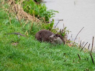 Eurasian otter (Lutra lutra) on a grass bank