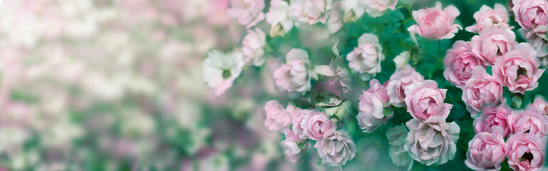 Background with pale pink roses. Greeting concept