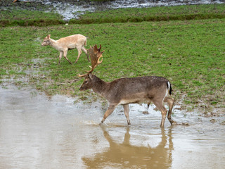 Fallow Deer Buck ( dama dama )