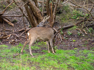Roe deer ( capreolus capreolus) standing